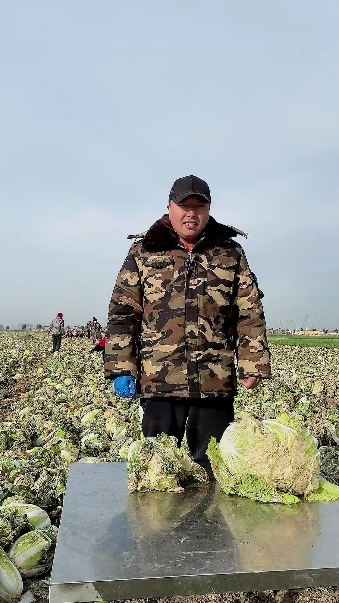大白菜和娃娃菜还是不一样的
