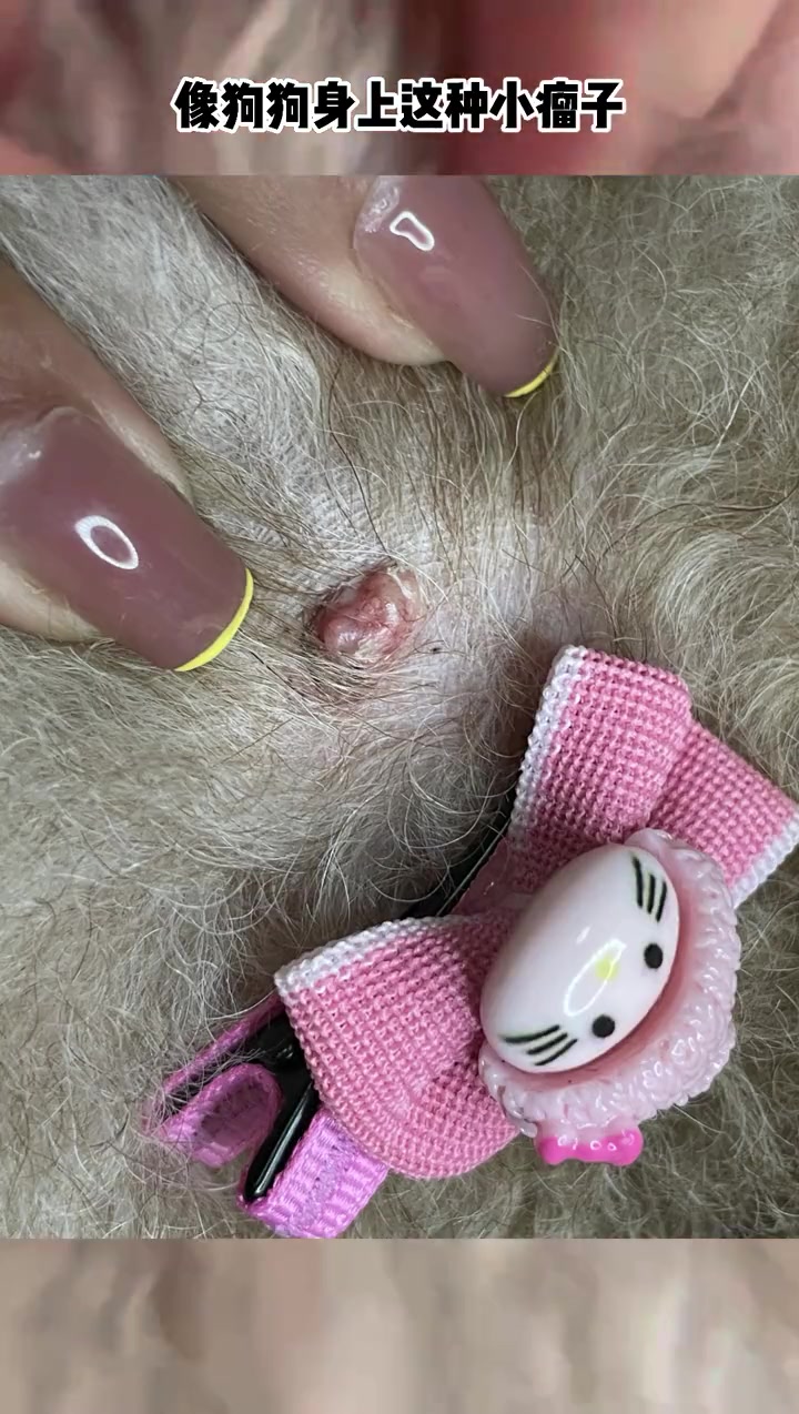 狗狗身上常见小肉里小疙瘩小肉瘤是什么情况 怎么处理
