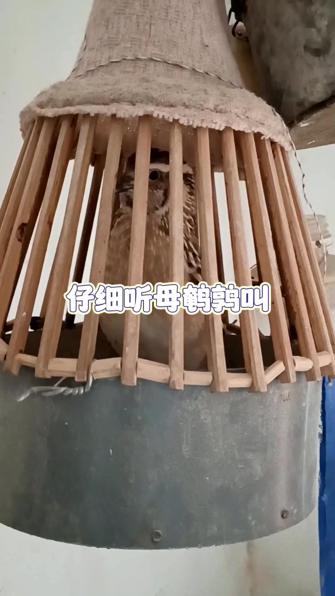 你知道公母鹌鹑的叫声吗