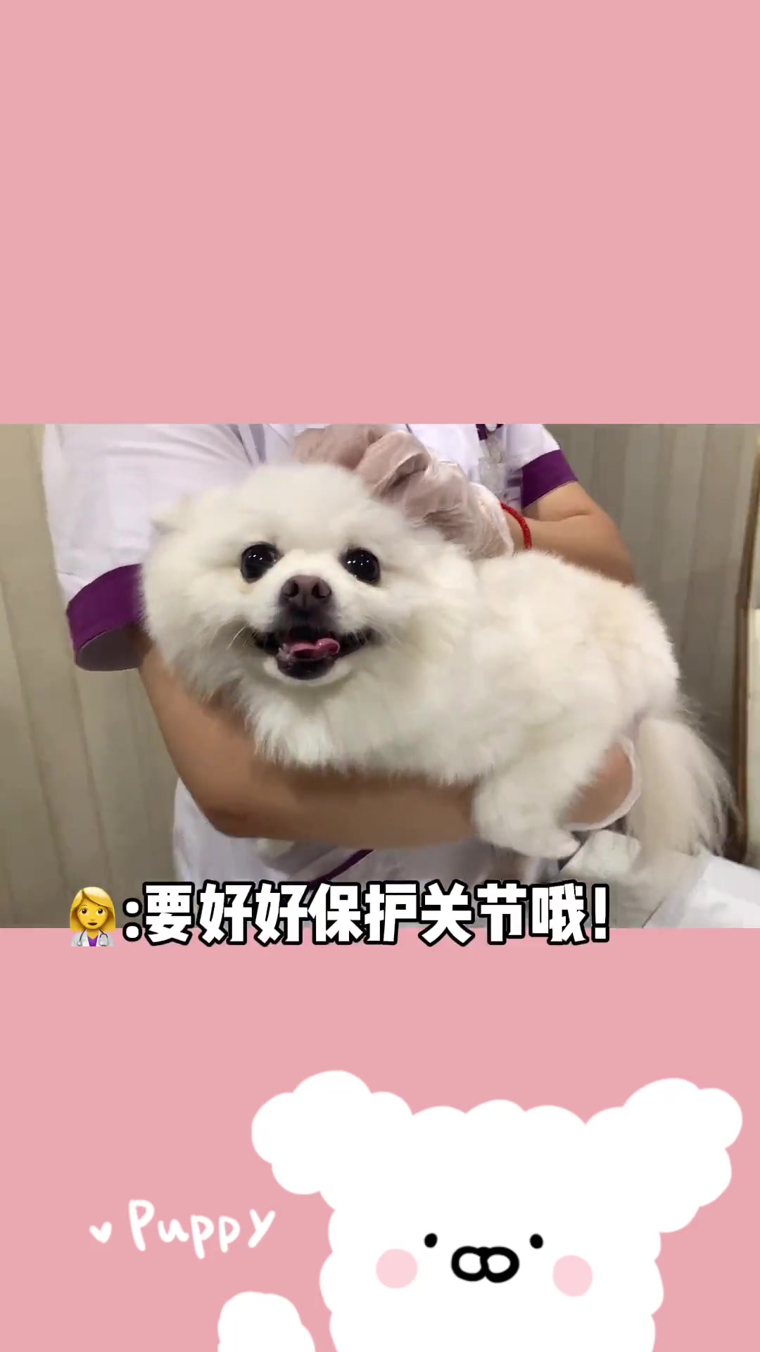 狗狗身上常见的小肉粒,小肉瘤,是为什么呢