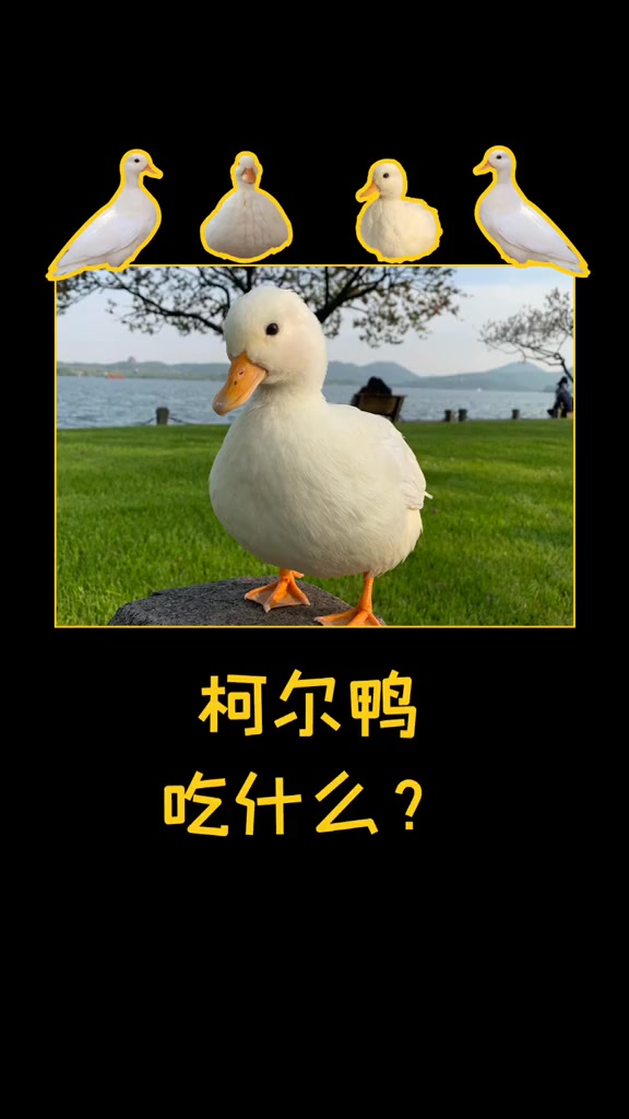 今天给大家看看哒哒都吃什么,鸭子真的很好养