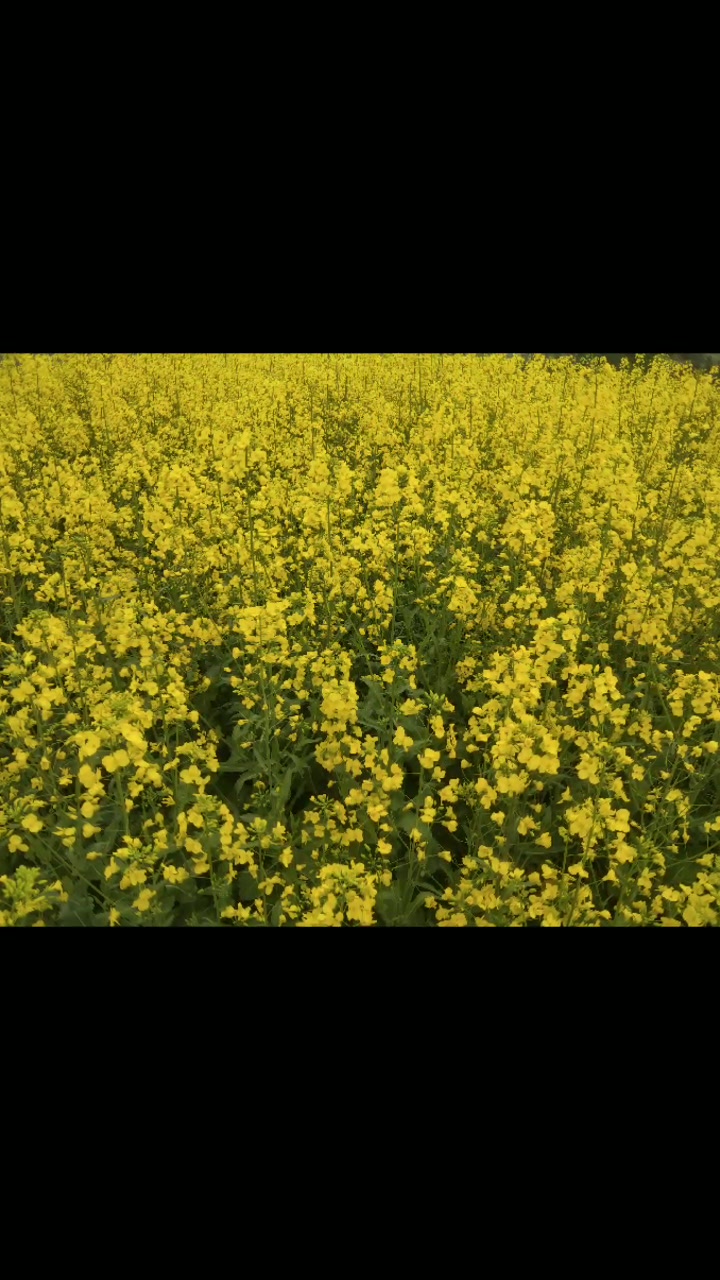 农家自榨纯香纯正菜籽油