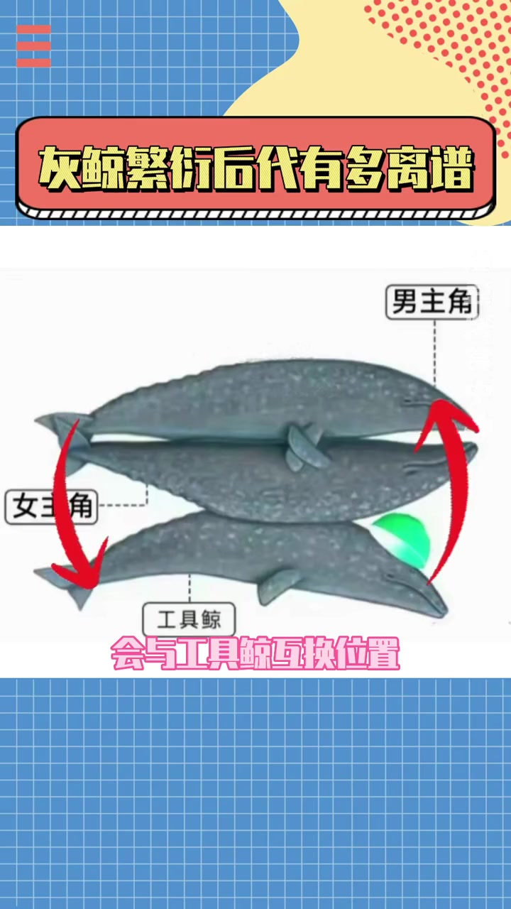 这这这……这就是动物世界嘛?灰鲸 离谱 动物世界 鲸鱼