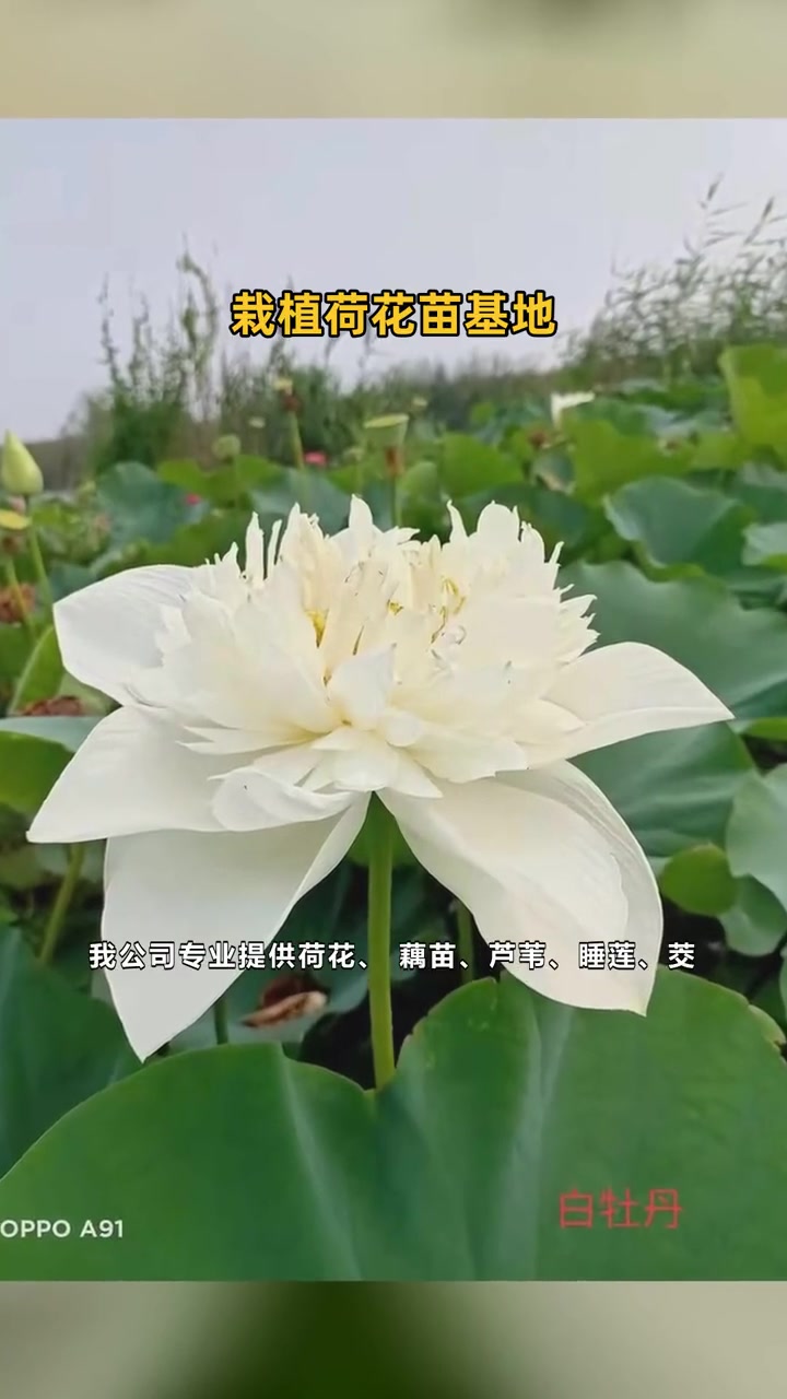 荷花苗供应基地 栽植荷花苗基地 荷花小苗基地
