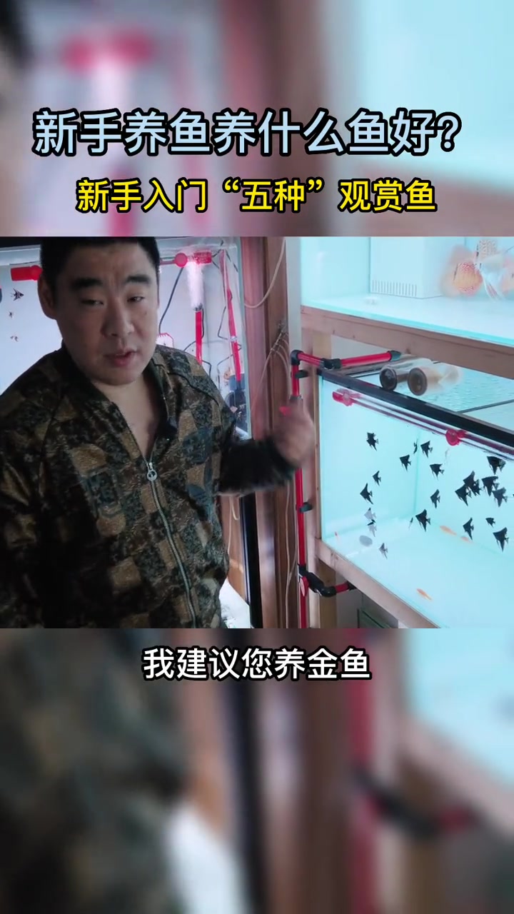 新手养鱼养什么鱼?新手推荐五种观赏鱼,入坑吧同学!关注九师傅