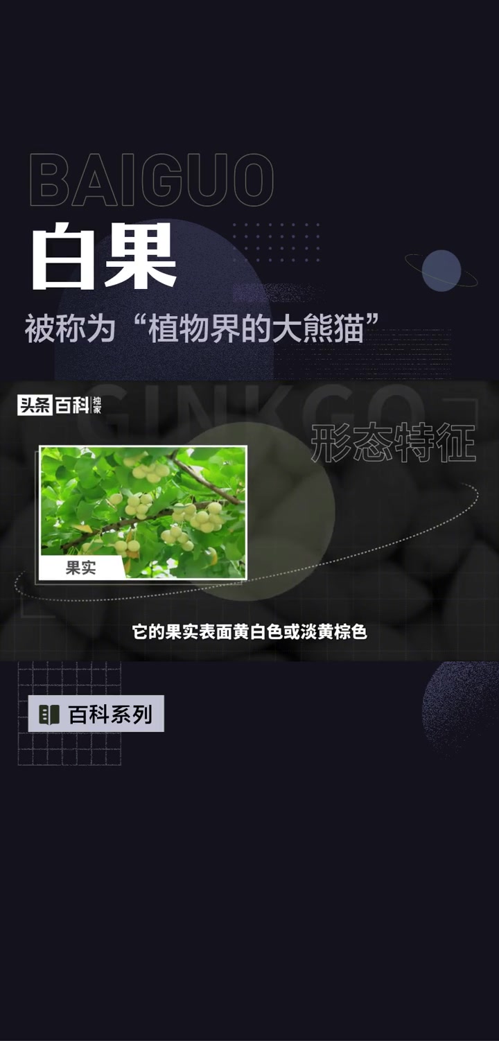 白果——被称为“植物界的大熊猫”