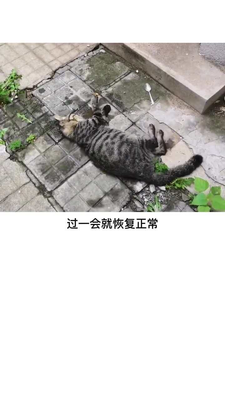 猫咪抽搐是什么情况?