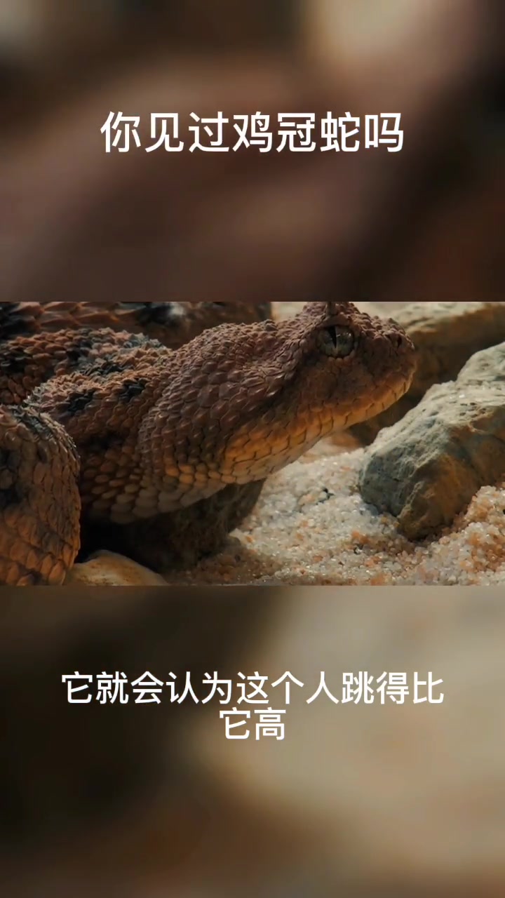鸡冠蛇,很多人都说见过,但是又都没办法证实它的存在,你觉得真