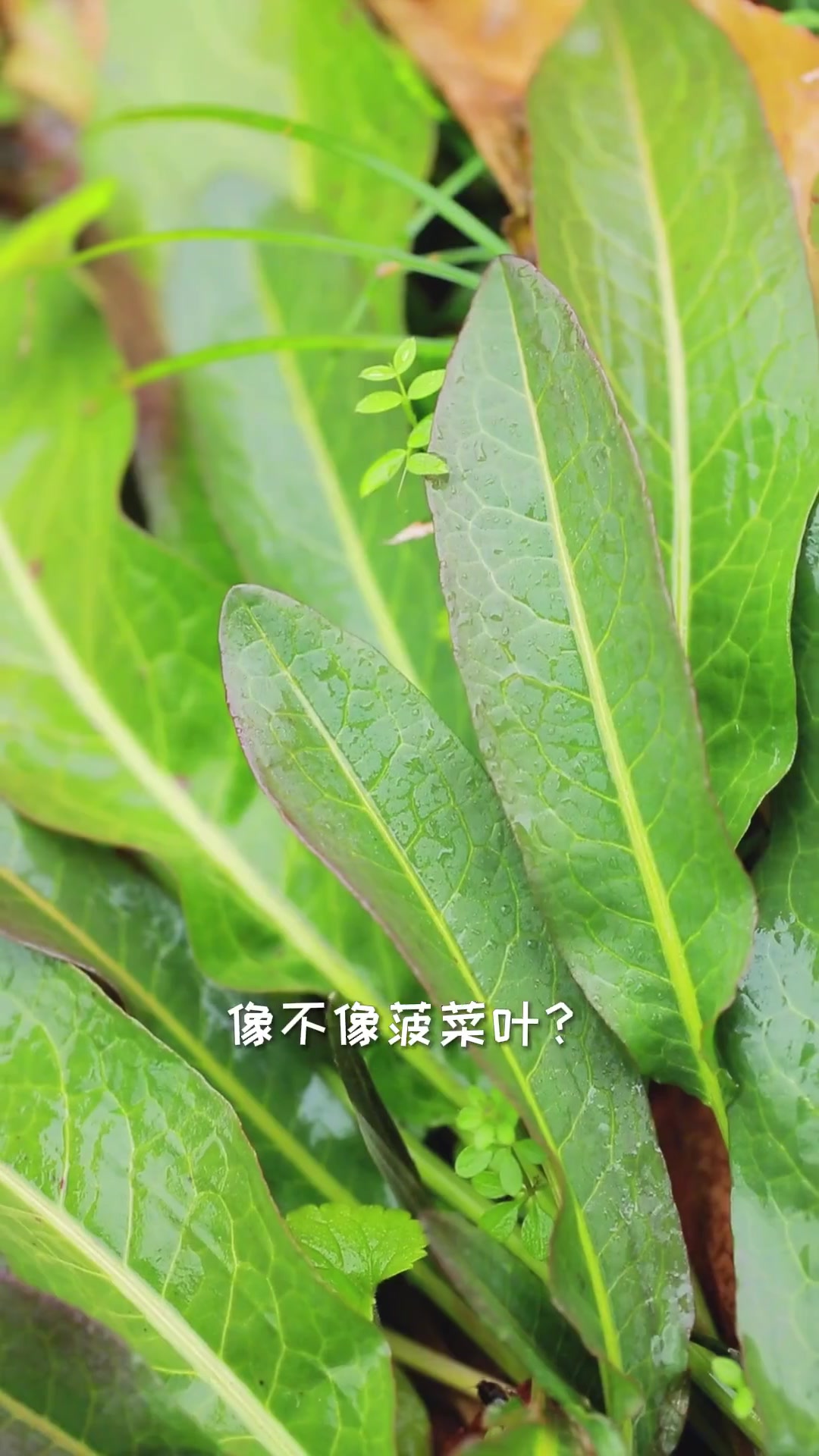 酸模,俗称野菠菜,味酸,是很常见的野草,你见过吗?