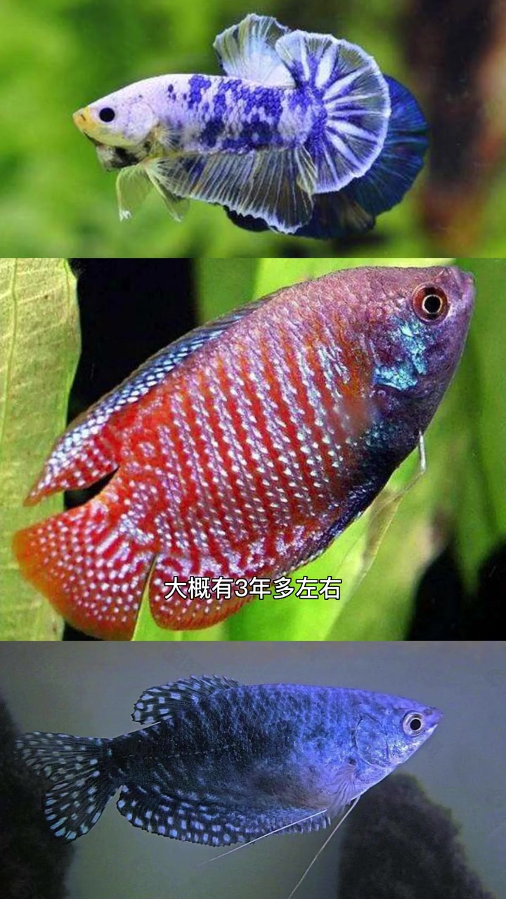 观赏鱼有多久的寿命呢?鱼也是宠物,但其实他们陪伴我们的时间