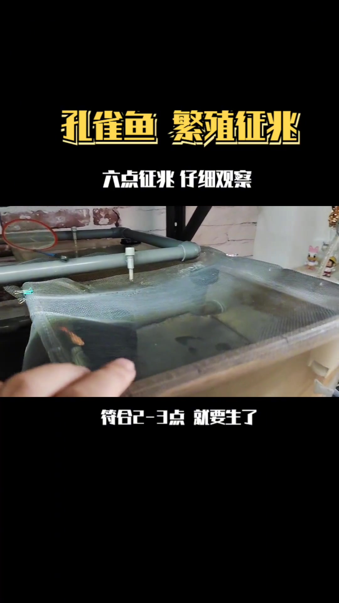 孔雀鱼生宝宝的前兆!