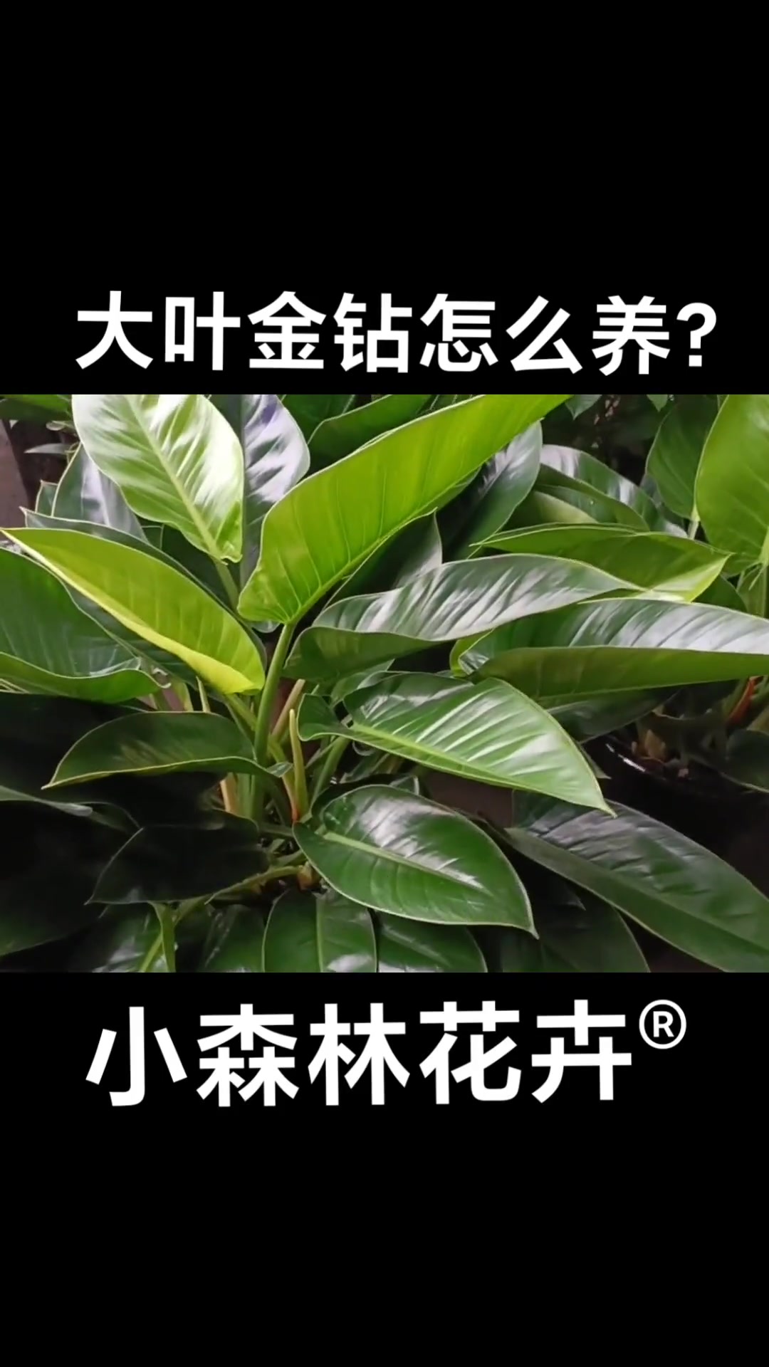 大叶金钻绿钻怎么养?怎么浇水,怎么施肥?