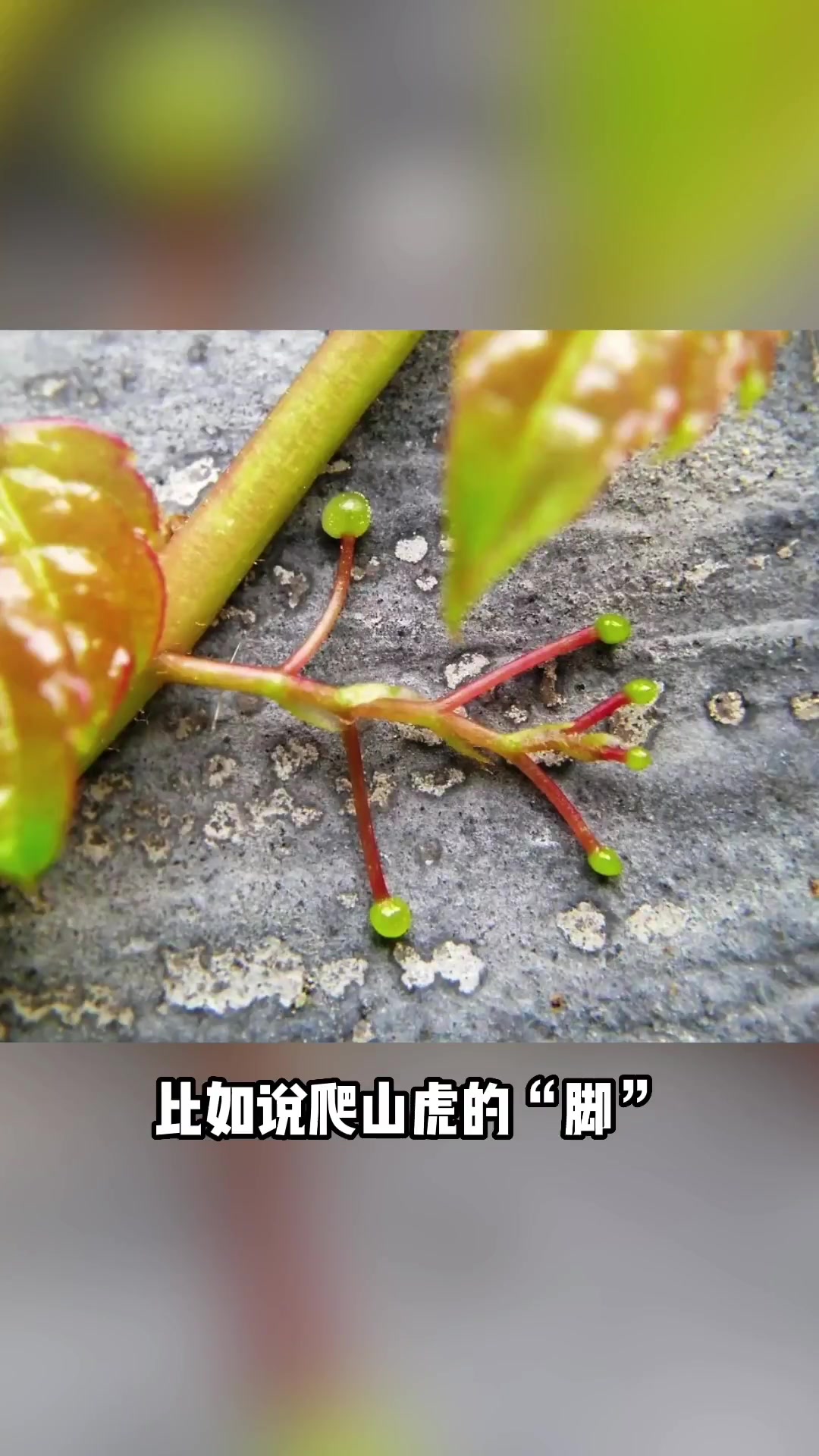 植物有哪些不常见的变态茎