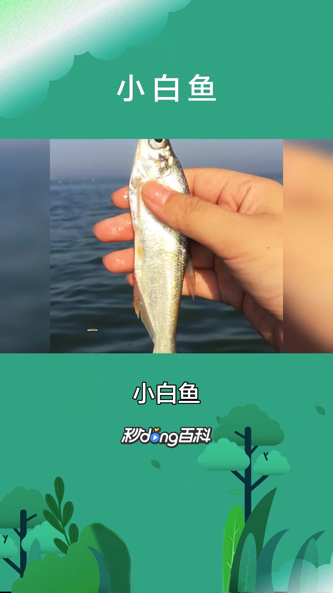一分钟了解鱼类小白鱼