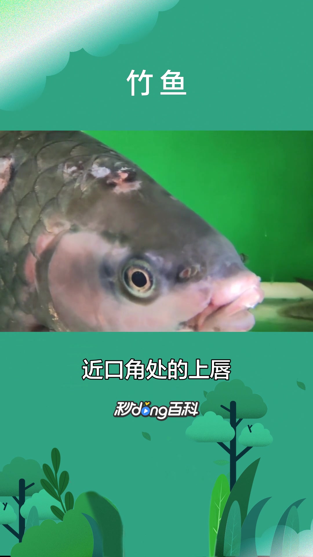 一分钟了解鱼类竹鱼