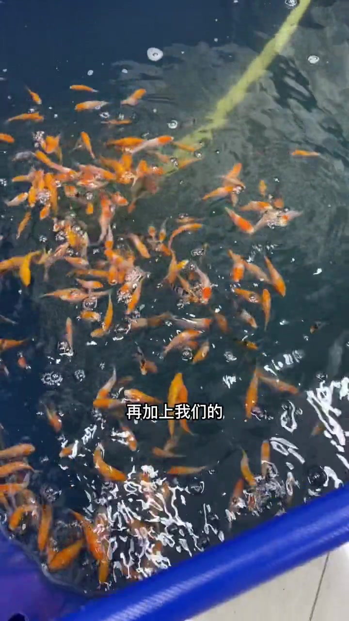 家里养锦鲤鱼苗的方法以及注意事项