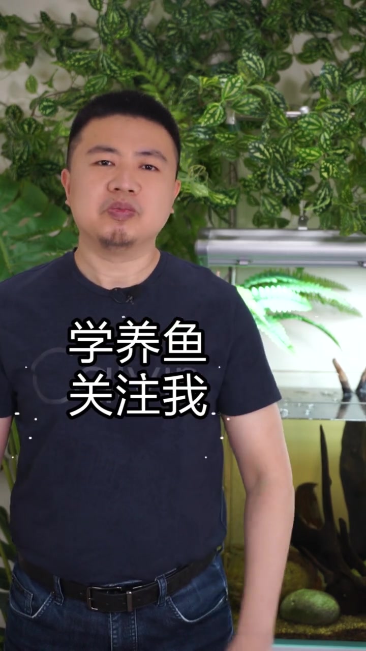 鱼失鳔,倒立,翻肚子怎么办?