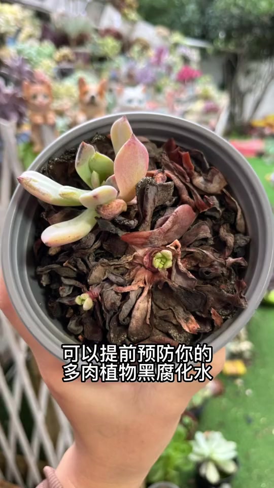 夏天多肉怎么浇水?浇水