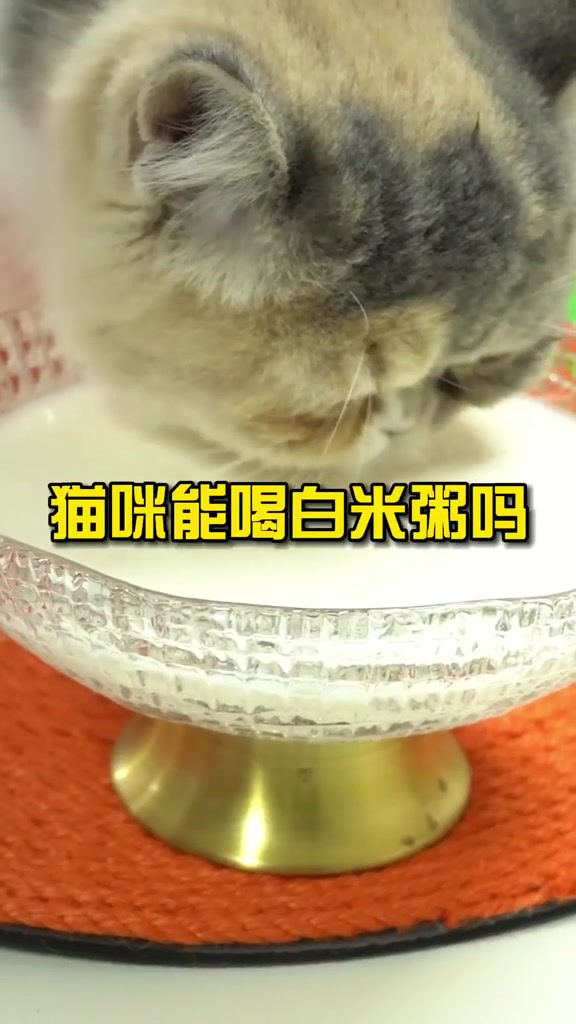 你觉得猫咪能喝白米粥吗?