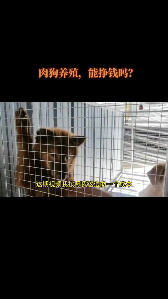 肉狗养殖,养100条狗能挣多少钱?看完这个视频