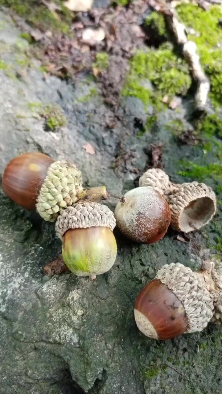 橡果,栎树的果实,也叫橡子。炒熟后,去壳,可以吃