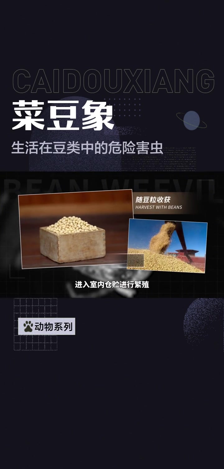 菜豆象——生活在豆类中的危险害虫
