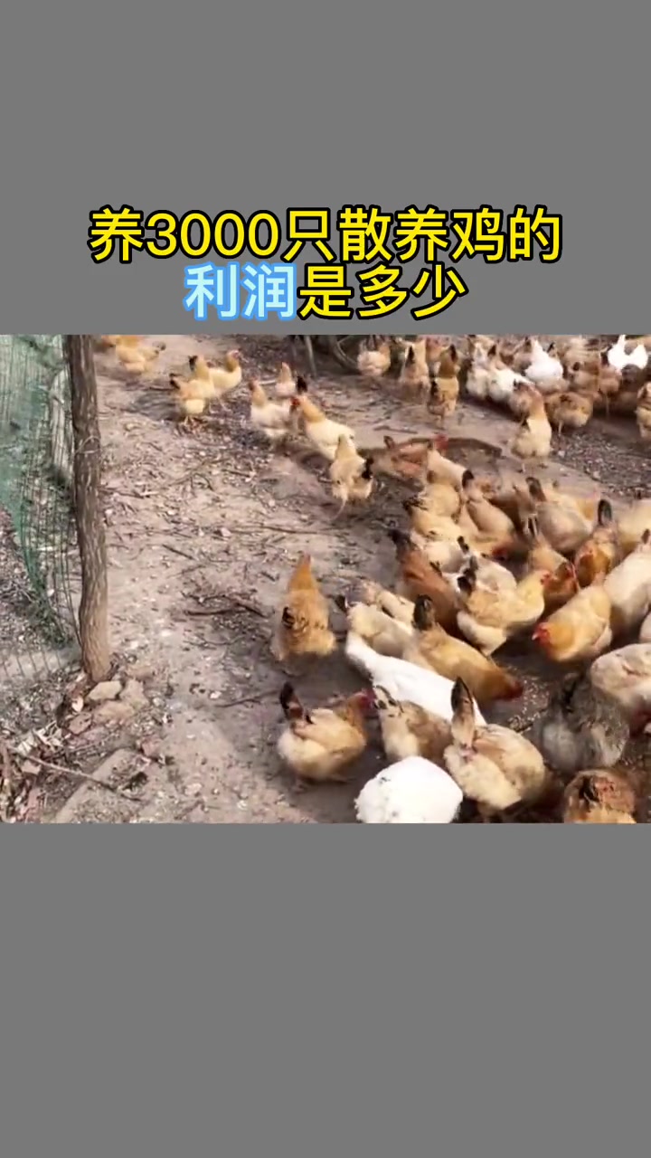 #农村养殖业# #养鸡# 在农村养3000只饲养鸡的利润是多少?饲养鸡利润概算养土鸡,以每