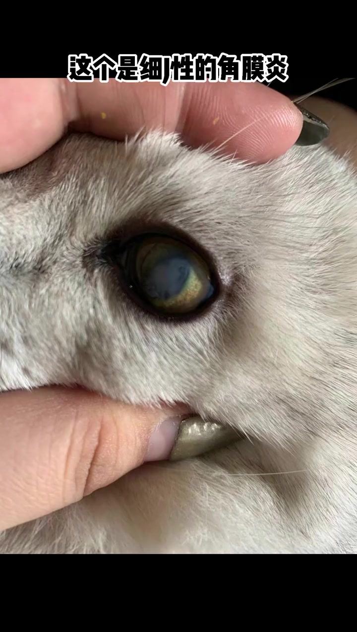 猫狗眼睛 常见问题 眼球表面有白色一层膜是什么情况