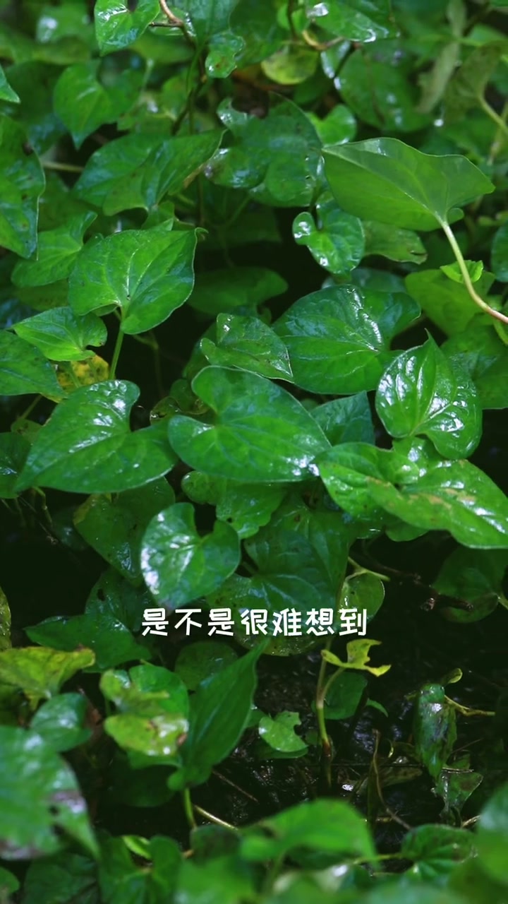 鱼腥草,又叫蕺菜,折耳根,喜欢的人大快朵颐不喜欢的人避之不及