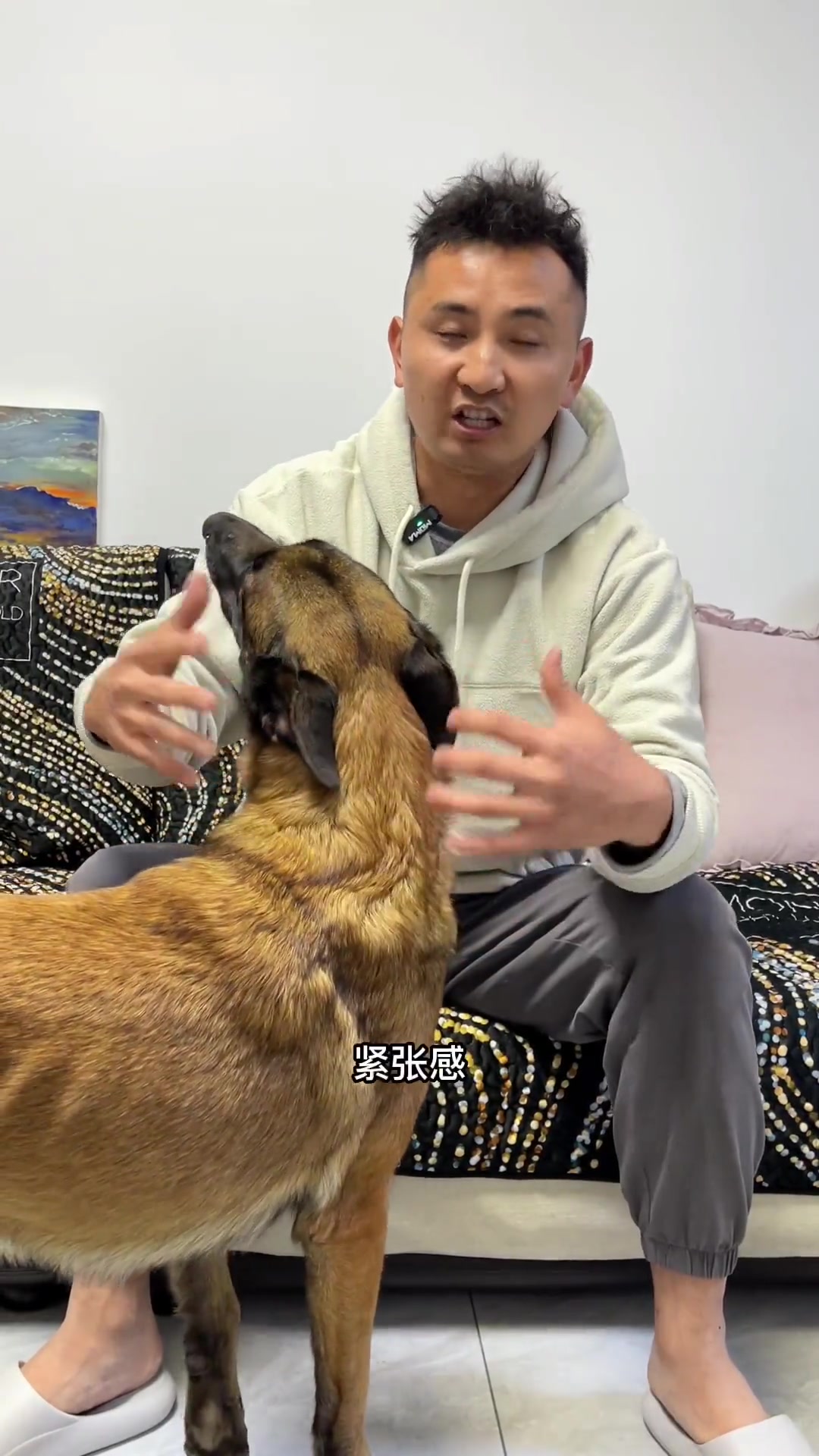 能在生活中解决问题最好不过 打针篇 狗狗打针 马犬 训犬