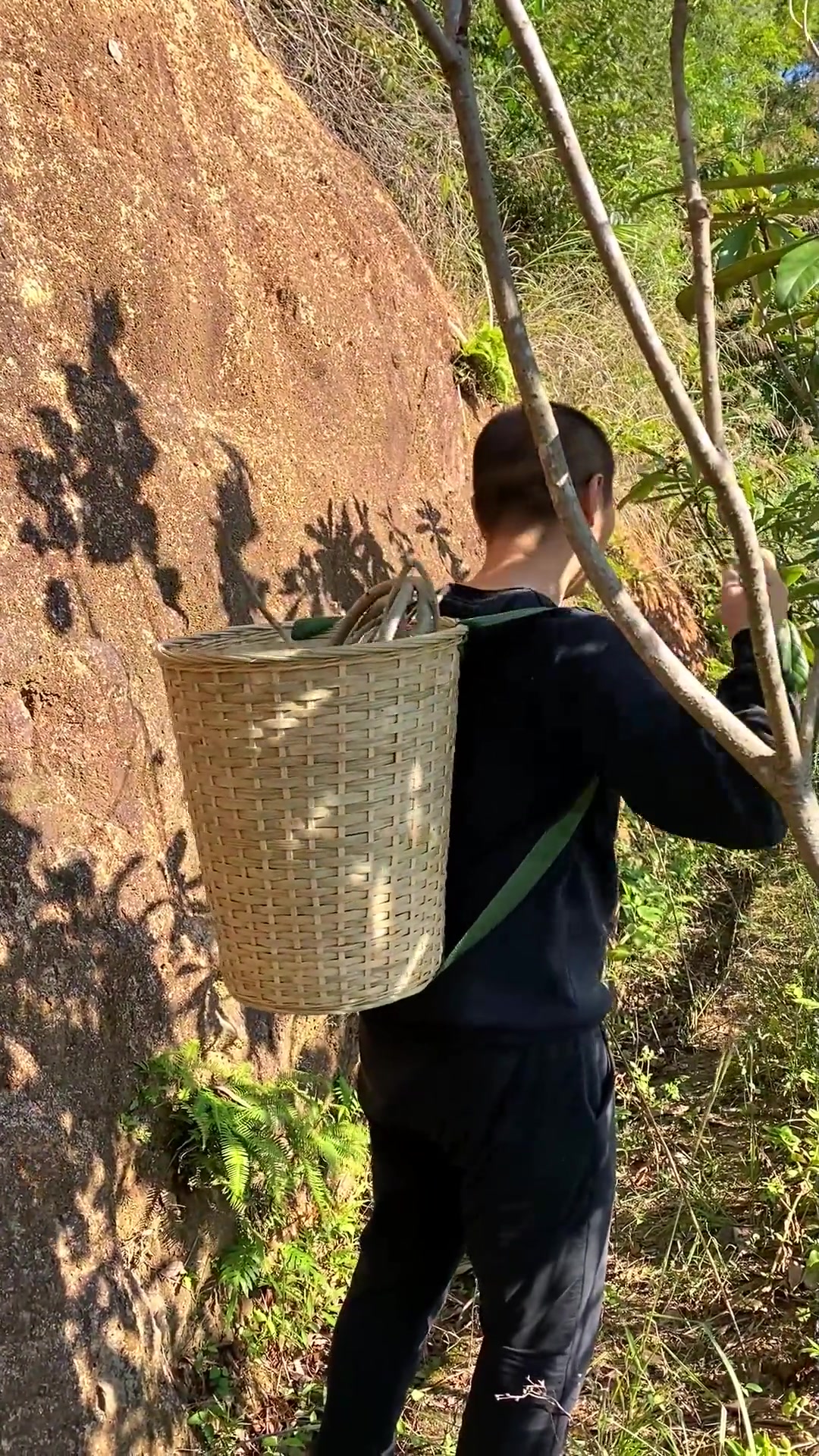 这么长的藤条还是第一次见!户外爱好者 野生药材 让老祖宗留下的东西继续发挥作用