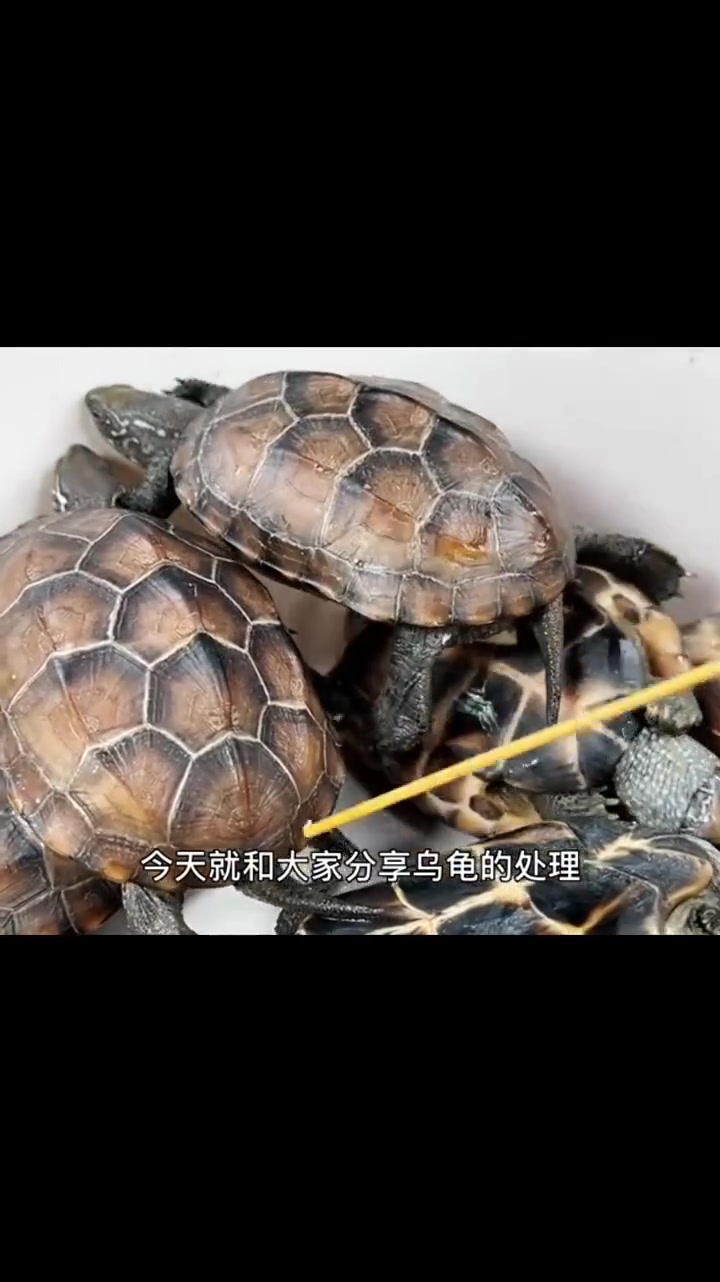 乌龟怎样处理?教你“红烧乌龟”的家常做法,大厨详细讲解每一步