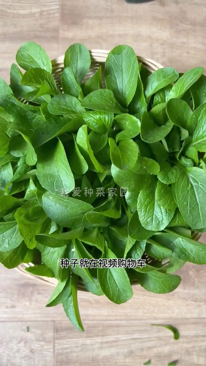 月初种月末吃,这个鸡毛菜就是长得这么快 种菜 种植小技巧 爱生活爱养花 花卉绿植
