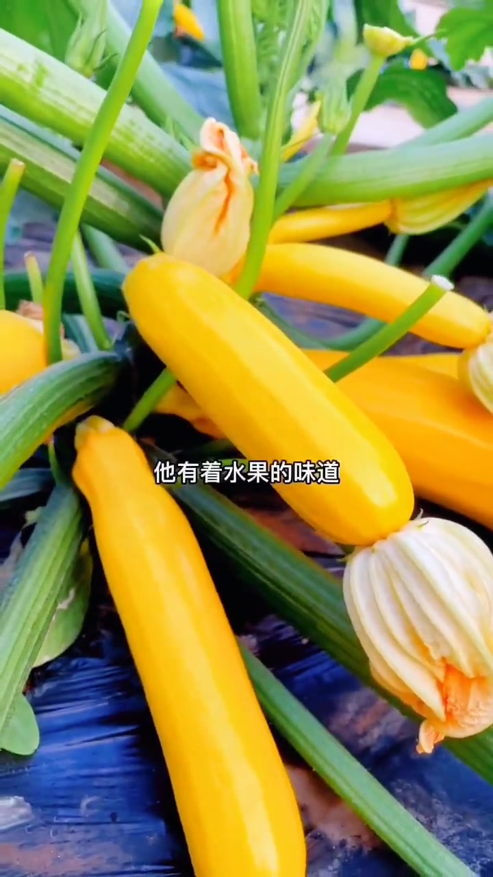 家里有阳台花盆的种一些 香蕉西葫芦吧。西葫芦 种菜 自家菜园的新鲜蔬菜 乡村味道 纯天然绿