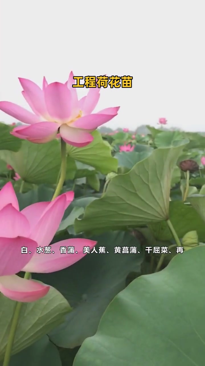 本地荷花种苗批发基地 工程荷花苗 荷花种苗供应厂