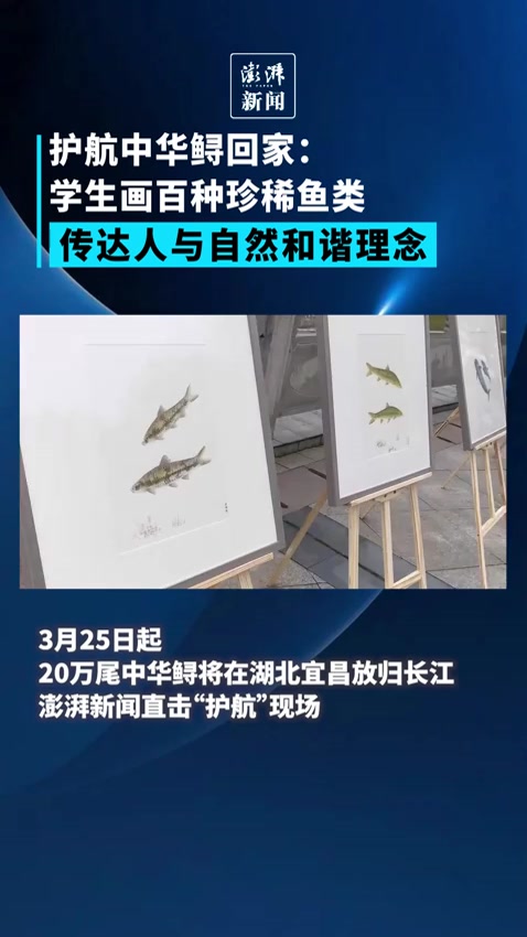 护航中华鲟回家:学生画百种珍稀鱼类,传达人与自然和谐理念