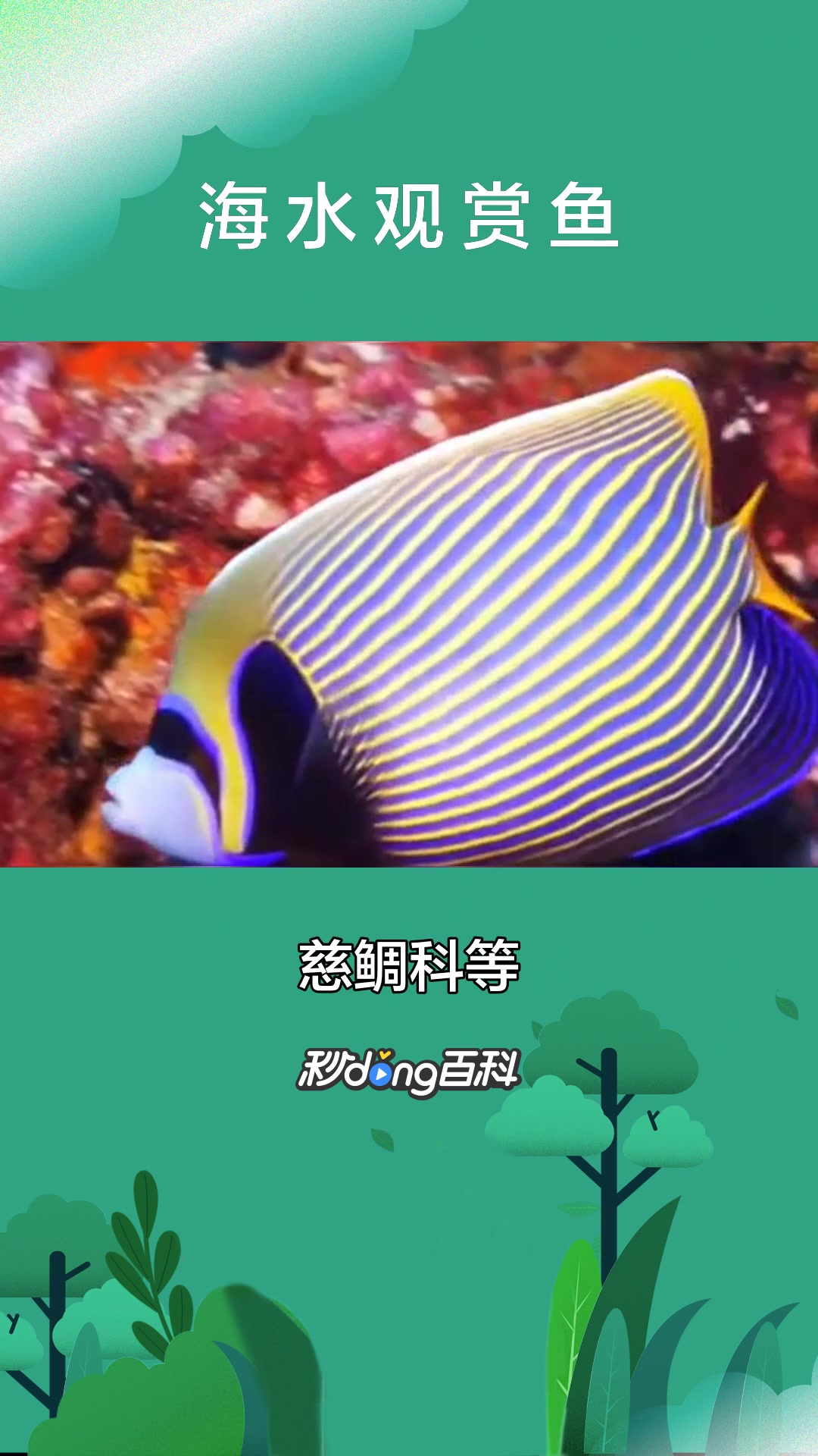 一分钟了解海水观赏鱼