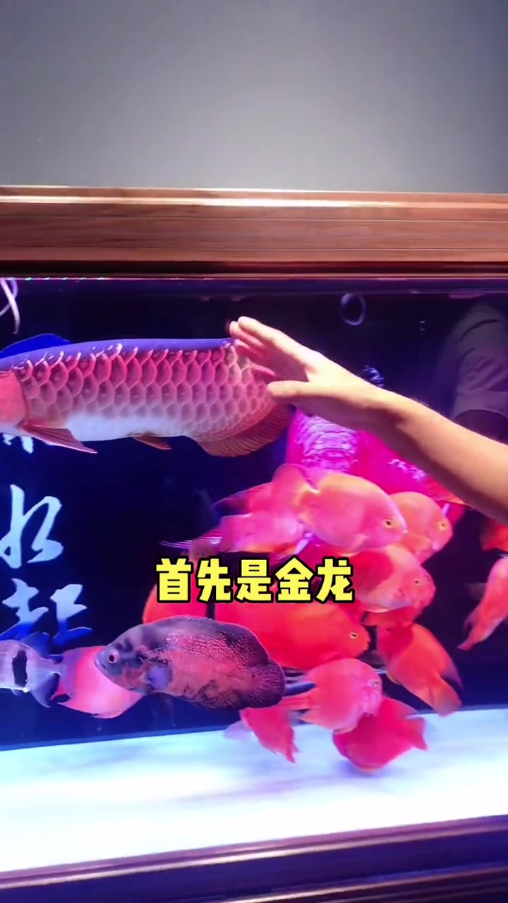你的观赏鱼最长寿命是多少你知道吗?今天聊聊哪个鱼能把我送走!