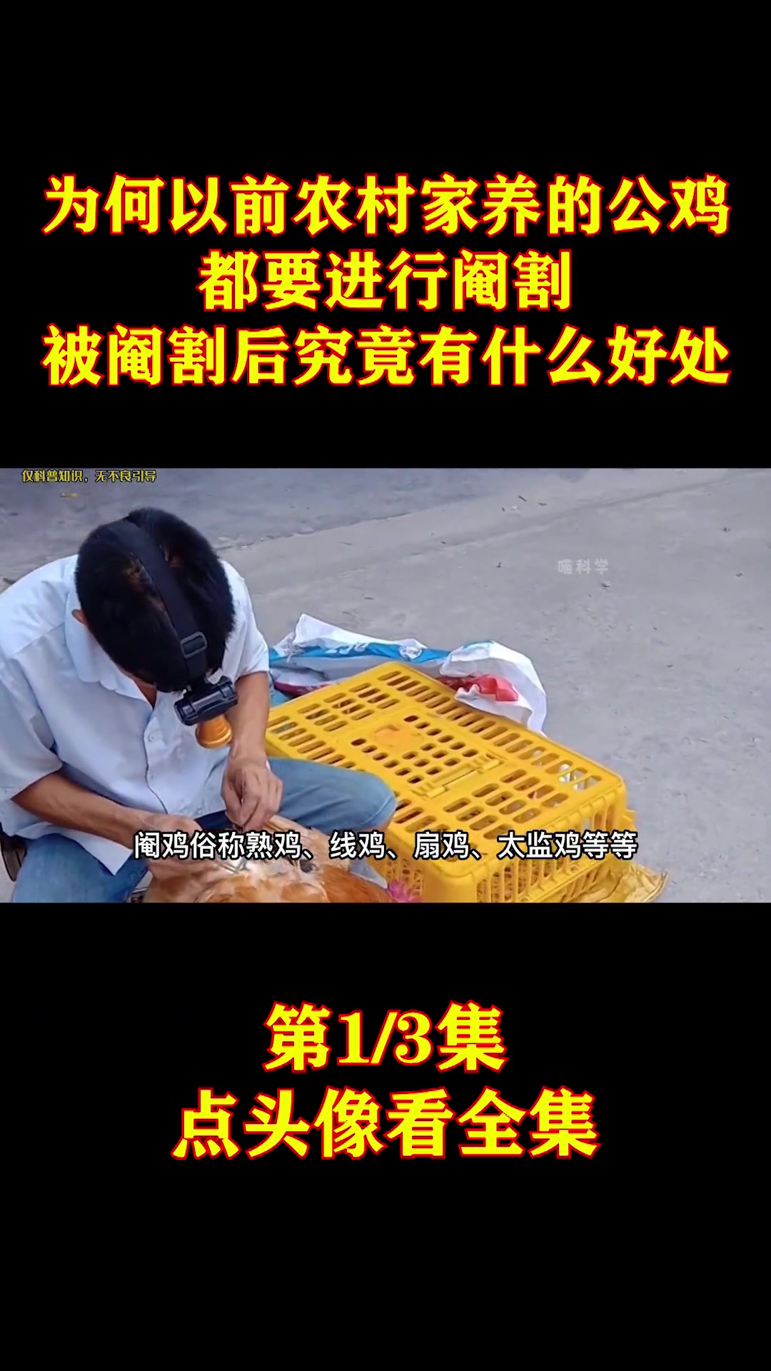 公鸡的睾丸在哪里?南方饲养的阉鸡是如何阉割的