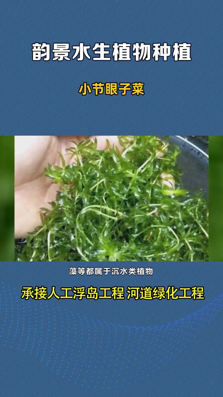 常绿矮生苦草 小节眼子菜 微齿眼子草