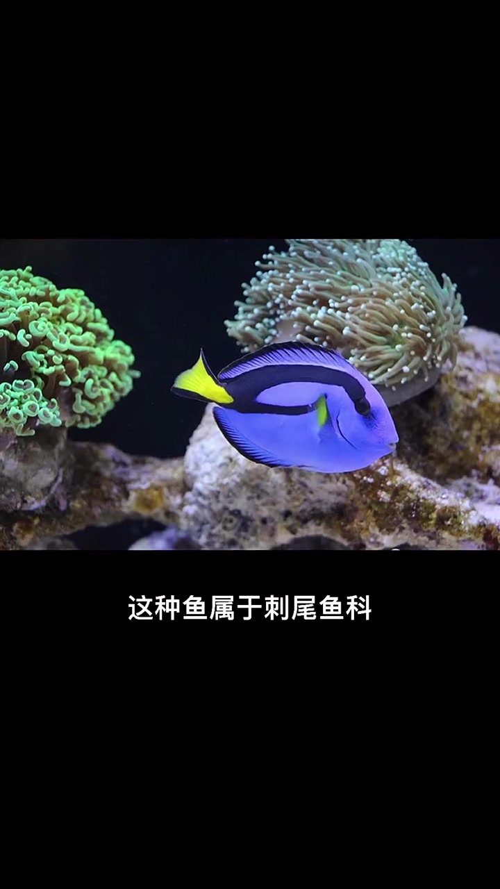 这4种好看又好养的热带鱼,你家有养吗?