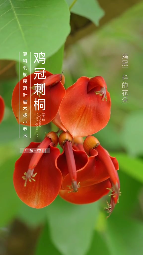 头顶红冠身披皮刺,从不傲娇de鸡冠刺桐