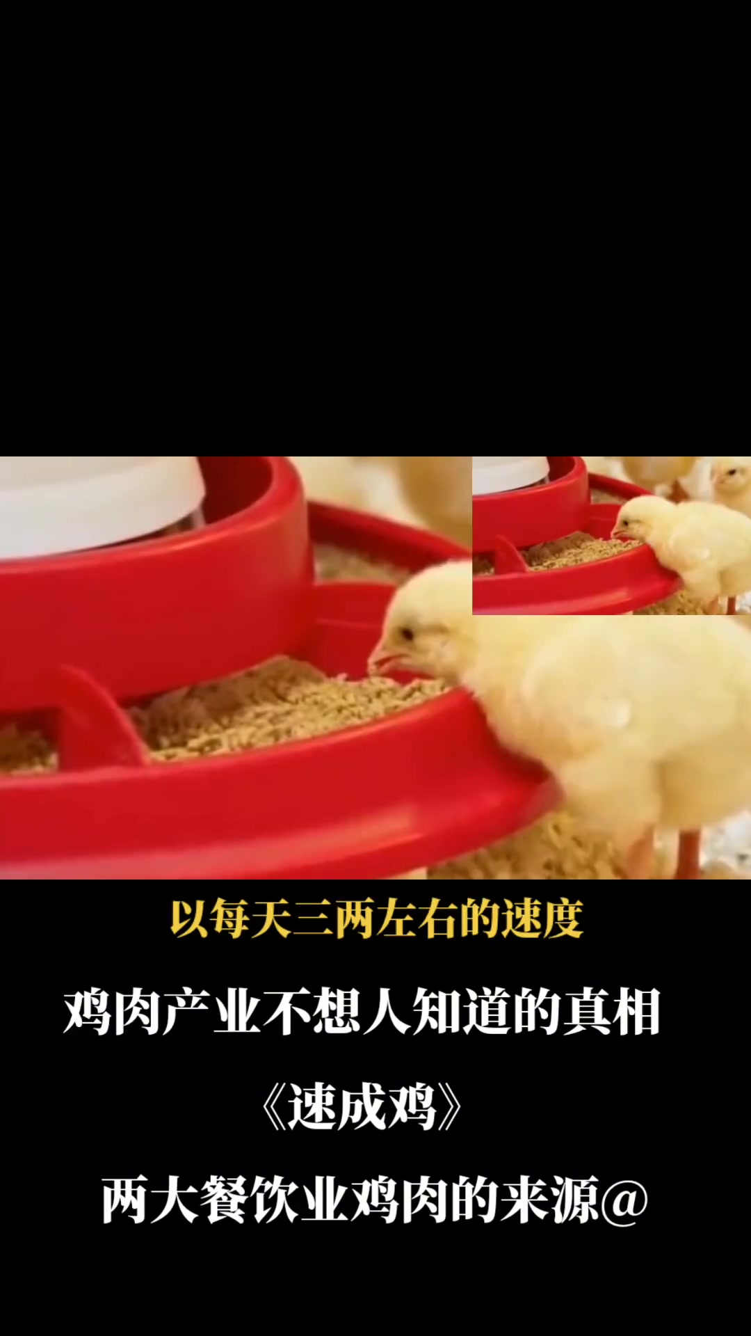 变声 涨知识 绿色生态农业 鸡 鸡肉产业不想让人知道的真相《速成鸡》