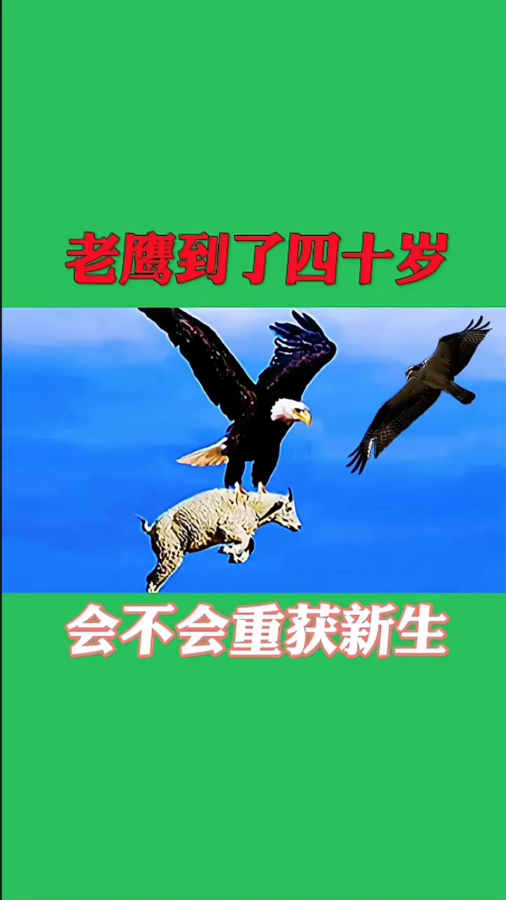 人们说老鹰活到四十岁会飞到悬崖把自己的喙从石头上碰掉,等到长出新喙再把自己的指甲拔掉,等长