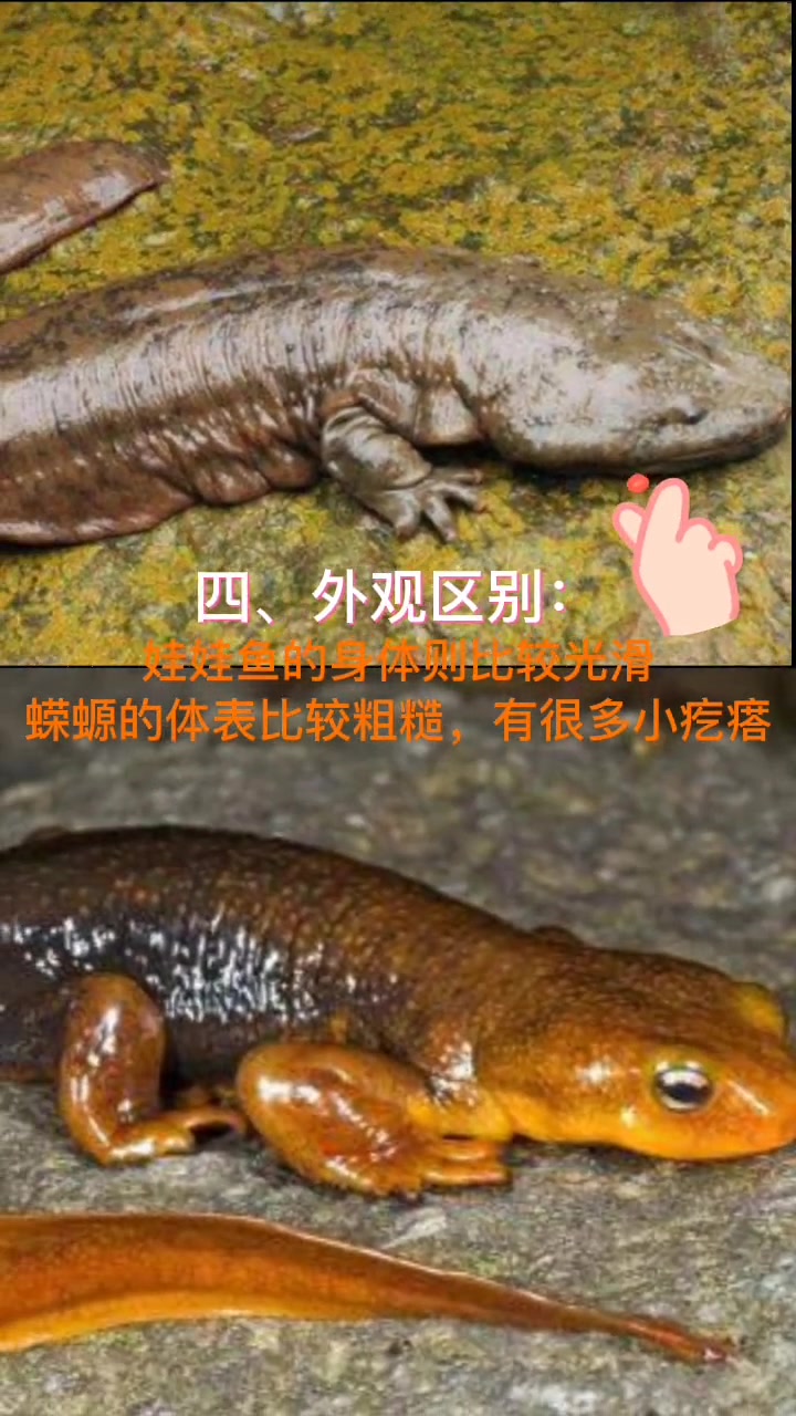 大家能区分娃娃鱼与蝾螈吗?收下这份小秘籍吧
