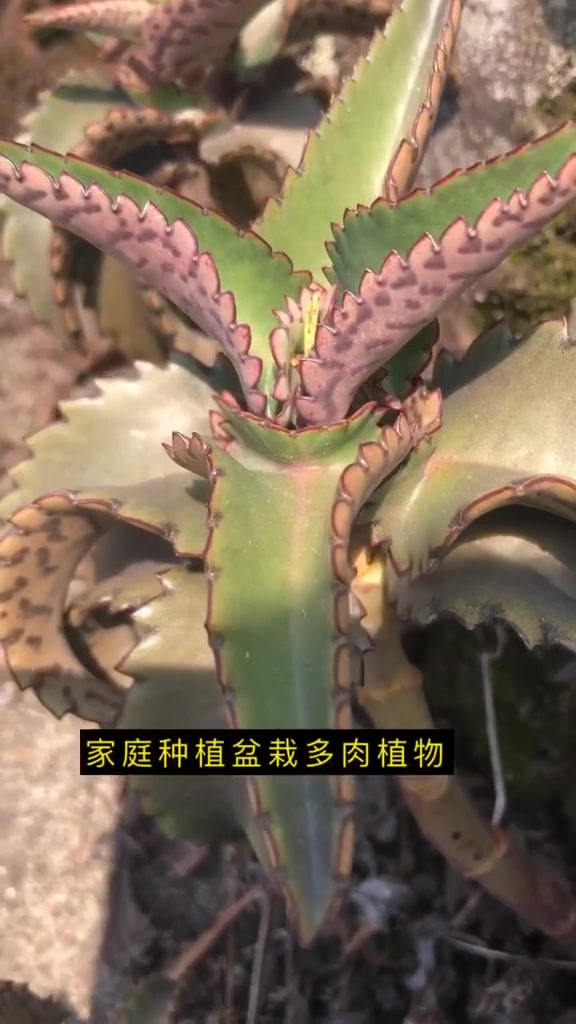 原来它就是不死鸟,我们经常种植的落地生根,居然还可以有这样的