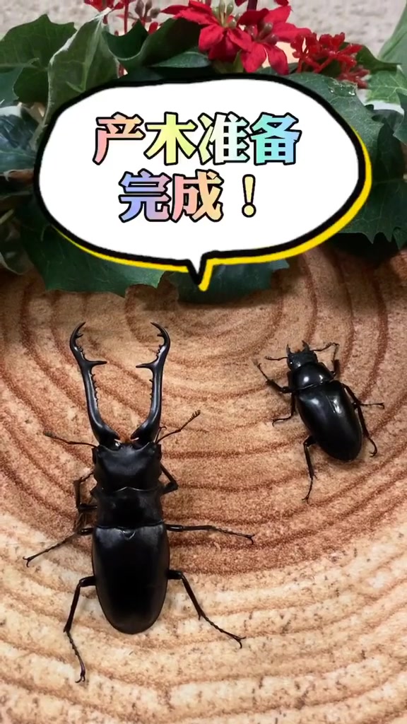 锹甲的饲养教程