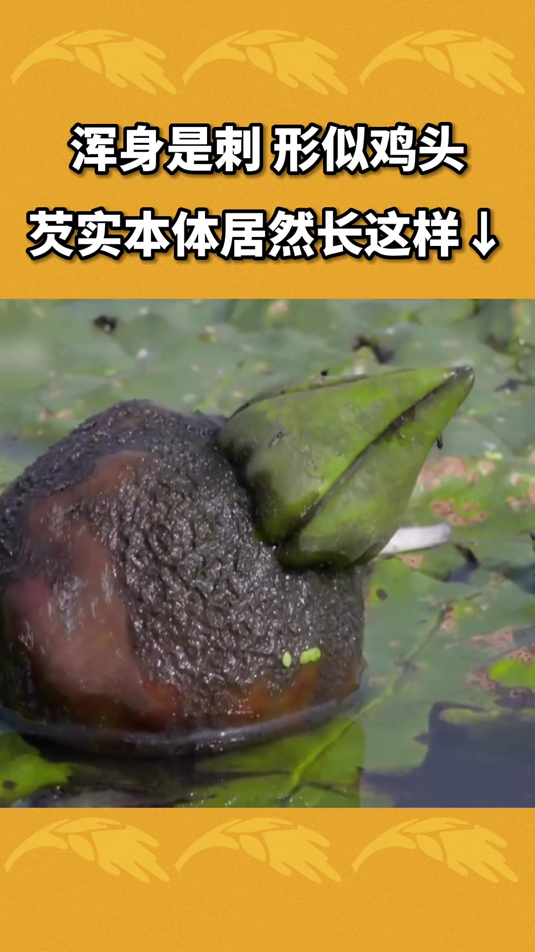 总算知道芡实为啥叫“鸡头米”了