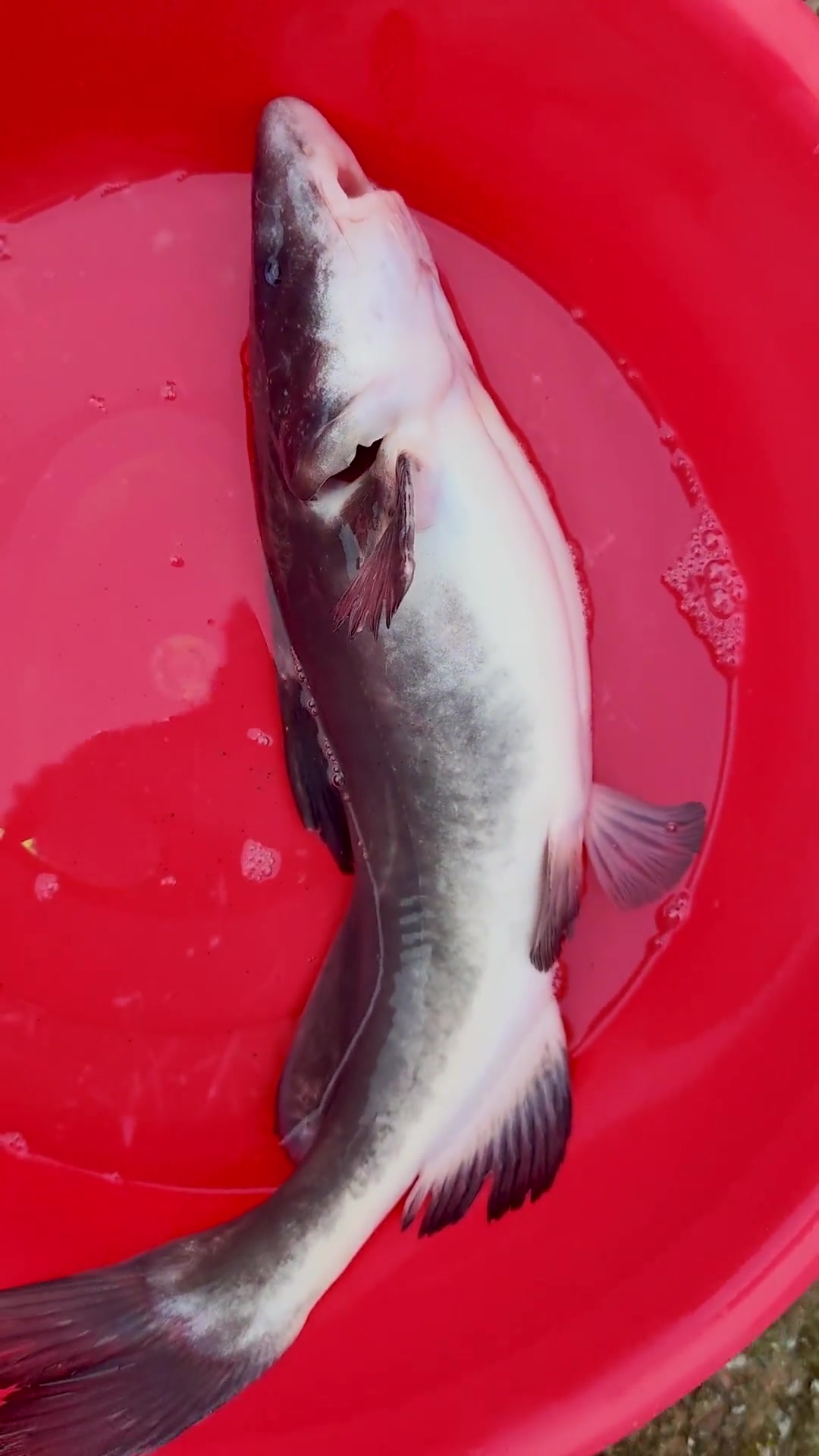 长吻鮠,江团,习鱼