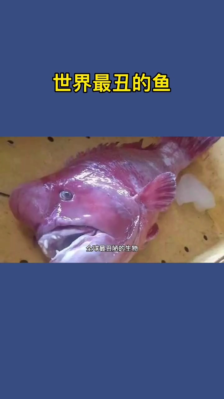 世界上最丑的鱼